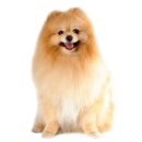 송정송어장모전점 이미지