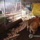 정열축산
