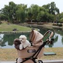 (주)스포피드 | 로얄테일즈 크라운백 강아지 유모차 오거나이저 등 메가주 공개