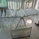 동일2차세탁 이미지