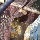 안산-대부-대부-3 | 다시 돌아온 쭈꾸미의 계절🐙 대부 돌핀호 종일배 후기! (9/3 쭈꾸미 조황,후기)