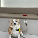 정창수외과동물병원 이미지