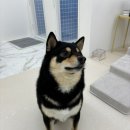 뽀송뽀송애견놀이방 이미지