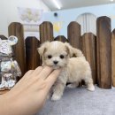 앙쥬펫강아지분양은평구점