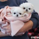 스타일독앤캣강아지고양이경기광주점