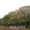 색채의 숲 이미지