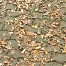 똥집의 달인 이미지