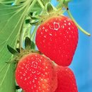 수곡농장 이미지