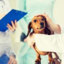 광진동물병원 이미지