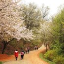 2026년 4월 6일(월) 대전, 계족산 황톳길. 벚꽃 맨발길 걷기여행 이미지