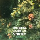 멍게 이미지