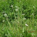 하얀민들레 이미지