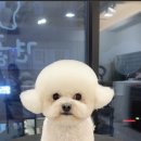 견공간샵 이미지