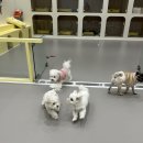 룰루랄라 댕치원 이미지