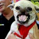 무지개다리 이미지