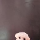 루이스독 이미지