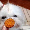 얌얌하개 이미지