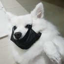 디반식스 이미지