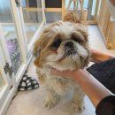 꽃길만 걷게 해줄'개' 이미지