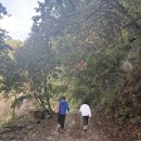 증산초교 | [강원, 정선] 민둥산 억새 축제 짧은 코스, 증산초교 코스 2025년 후기