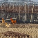 김경룡 카카오 검색결과