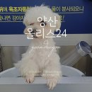 올리스 펫 호텔 | 애견셀프목욕 올리스24 양산점에서 위탁목욕 이용후기