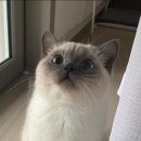 이층집고양이 이미지