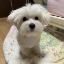 꽃남아 사랑해 이미지