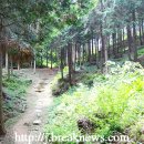 두동편백 이미지