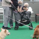 스카이개슬 | 강아지도 입학시험 본다…"스카이개슬"