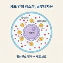 아주대학교 글로벌제약임상대학원 | 글루타치온 피부 효과 3가지, 연구가 말하는 진짜 근거