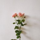 연세프라임병원 네이버블로그