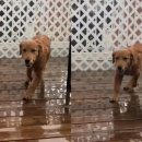 천둥소리 이미지