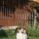 여주켄넬 이미지