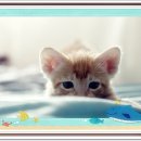 경안산소 이미지