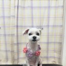 탱스땡스 이미지