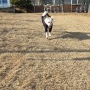 진도애견훈련소 이미지