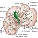 분당데이지동물병원 이미지