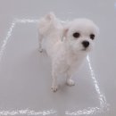 퍼피엔젤스 이미지