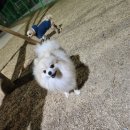 공원펫 | 부산 사하구 하단동 반려견 놀이터(펫공원) 후기｜무료 오프리쉬 가능, 소형견존/대형견존 분리👍