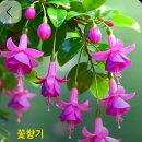 꽃향기 - 포항시 북구 양학로 70-22 | 꽃향기