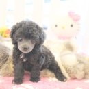 착한애견분양(원주점) 이미지