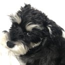 몽멍이들 이미지