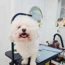 그루밍 하와이 이미지