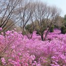 부천 봄꽃여행 원미산 진달래동산 아직 건재해요 주차장 추천