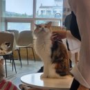 미사 하남 고양이카페 추천, 주차 편하고 아이와 가기 좋은 '냥냥하우스' 힐링 후기 🐾✨