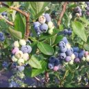 덕우농장 이미지