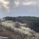 [진주/내동]가볍게 꽃구경 하기 좋은 ‘진주 매화숲’ 봄 나들이 후기🌺 매화 향기 가득한 힐링 산책