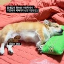 한보슈퍼 | ep9) [FO][뜨개로그] 스불재 청산하기 | 소피스카프 공장가동