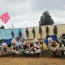 별이애견 이미지